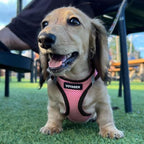 Best Pet Supplies - Image 7