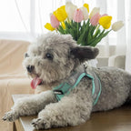 AIITLE Comfortable Dog Harness and Leash Set - Image 6
