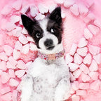 Unique style paws Valentine's Dog Collar Metal Buckle Puppy Collar XO Red Lips - Image 3