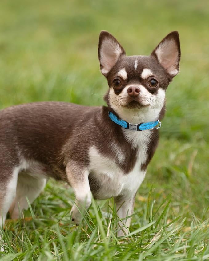 TagME Dog Collars for Small Dogs, Reflective Nylon Pet Collar - Image 2