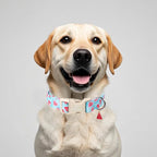 Adjustable Summer Dog Collar, Cute Watermelon Dog Collars - Image 2