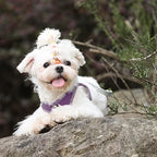 AIITLE Dog Harness, No-Pull Cat Harness - Image 8