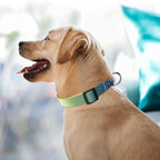 Roses&Poetry Dog Collars for Medium Dogs - Image 7