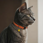 Breakaway Cat Collar Leather - Image 8