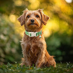 St Patricks Day Dog Collar for Small Dogs - Image 3