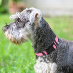 Joytale Reflective Dog Collar, Soft Neoprene Padded, Metal D-Ring, Nylon Pet - Image 2