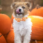 Dog Collars - Halloween Pumpkin Bowtie Dog Collar Gift Soft Bow Collar Pet - Image 6