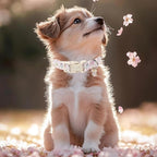Easter Dog Collar for Medium Dogs - Image 7