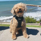 Best Pet Supplies Voyager Step-in Air All Weather Mesh Harness and Reflective - Image 8