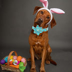 Lionheart glory Easter Day Dog Collar - Image 5
