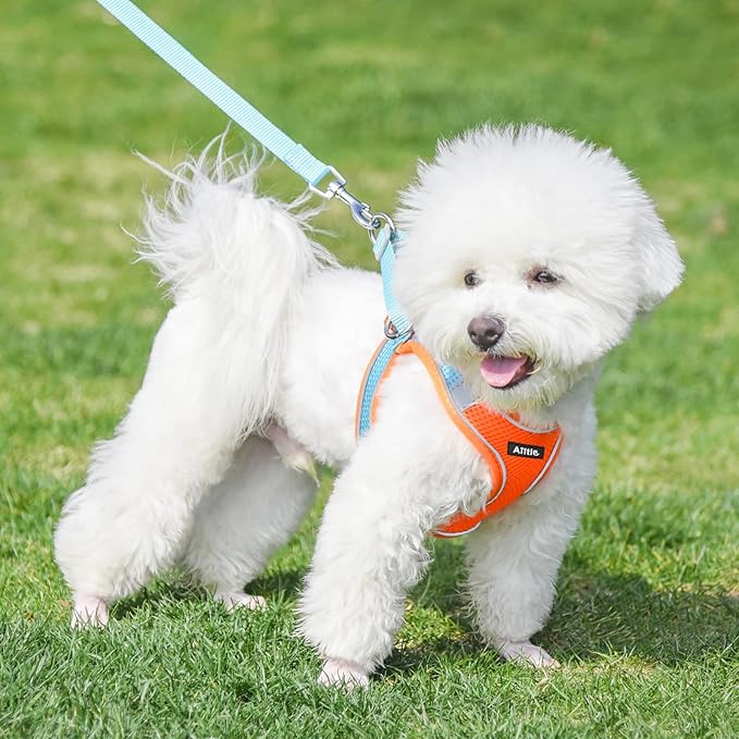 AIITLE Dog Harness, No-Pull Cat Harness - Image 7