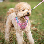 AIITLE Step in Dog Harness and Leash Set - Image 3