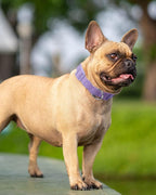 Dynmeow Soft and Breathable Cotton Dog Collar, Durable Adjustable Female Girl - Image 7