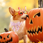 Halloween Dog Collar with Flower - Image 5