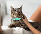2Pcs Breakaway Cats Collars Cat Collars - Image 7