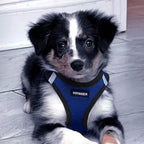 Best Pet Supplies Voyager Step-in Air All Weather Mesh Harness and Reflective - Image 8