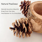 Bird Perch with Feeder for Cage & Chew Toys Pinecones - Image 3