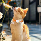 Unique Style Paws Fall Kitten Collar, 2 Pack Orange Cat Collar - Image 6