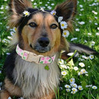 St Patricks Day Dog Collar for Large Dogs - Image 2
