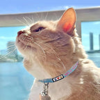 Pawtitas Personalized Orange Reflective Cat Collar – Adjustable Custom Collar - Image 3