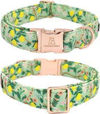 Lionheart Glory Dog Collar, Dog Collar - Image 4
