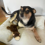 Best Pet Supplies Squeaky Dog Toys - Image 2