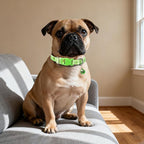 XS Dog Collar with Bell- Durable Nylon Collar - Image 5