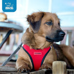 Best Pet Supplies - Image 9