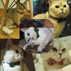 Cat Collar Breakaway with Bell and Bow Tie, Plaid Design Adjustable Safety - Image 3
