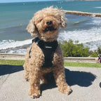 Best Pet Supplies - Image 8