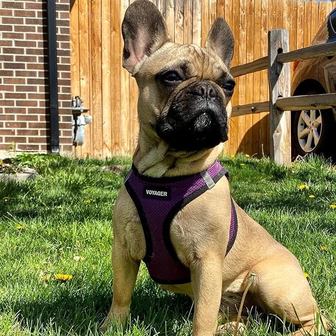 Best Pet Supplies Voyager Step-in Air Harness - Image 6