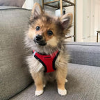 Best Pet Supplies - Image 7