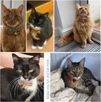 Safety Quick Release Cat Collars, Soft Kitten Collars - Image 3