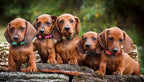 Puppy Collars for Litter, Puppy Collars for Small Puppies Soft Nylon Safety - Image 8