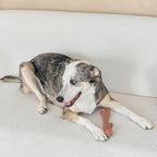SPOT Bam-Bones Plus Branch -Bamboo Fiber & Nylon, Durable Long Lasting Dog Chew - Image 12