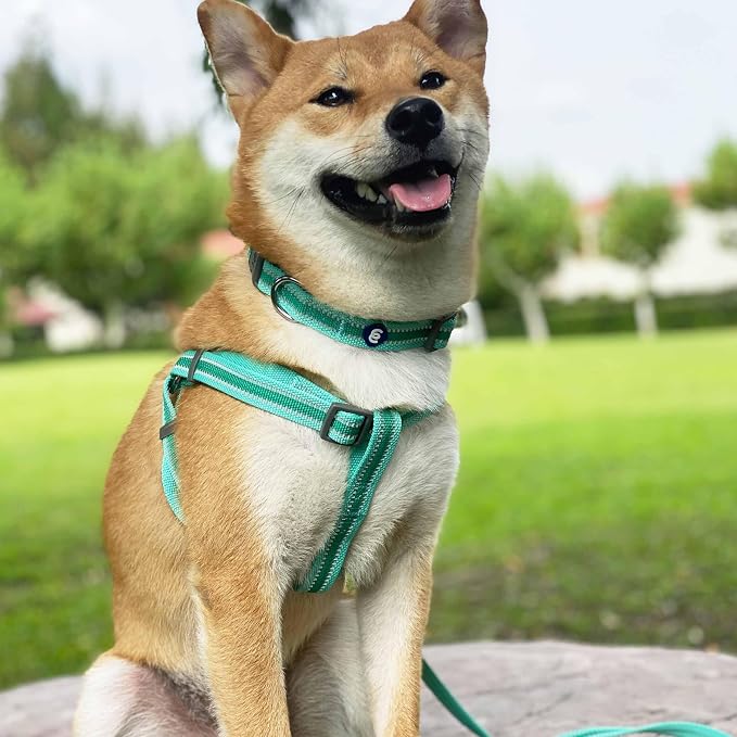 Blueberry Pet Essentials Reflective Adjustable Safety Nylon Dog Collars Medium - Image 7