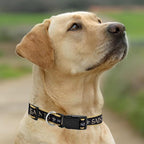 Pets First NFL New Orleans Saints Licensed PET COLLAR, Small - Image 5