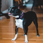 Hikiko Martingale Collar for Dogs Reflective Nylon Dog Collar - Image 3