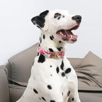 Unique Style Paws Watermelon Collar - Image 4