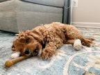Nylabone Power Chew Classic Bone Chew Toy - Image 2
