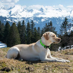 Dinosaur Dog Collar，Green with Multicolor Dino Pattern Handmade Cotton Collar - Image 6