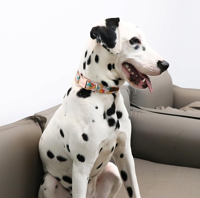 Unique style paws Dog Collar Metal Buckle Orange Collar Gift Durable Cute Collar - Image 4