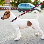 NFL PET Collar Houston Texans Dog Collar, Small Football Team Collar - Image 5