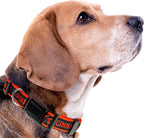 Cincinnati Bengals Satin Collar - Image 3