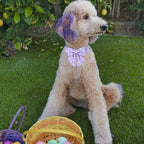 MR. CHUBBYFACE Easter Dog Collar, Adjustable Pet Collar Bowtie - Image 5