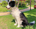 Soft Cotton Hemp Dog Collar - Image 5