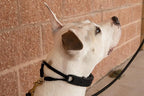 Starmark Pro-Training Dog Collar Small - Image 5