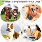 Interactive Squeaky Dog Balls Puppy Toys, Dog Toys - Image 5