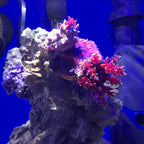Seachem Prime 250ml - Image 7