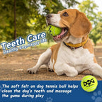 Large Squeaky Tennis Balls for Dogs - Image 3